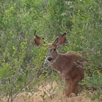 The hiking near Oliver is wonderful - you never know what you might see!