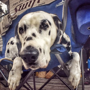 Traveler the Dalmatian: 