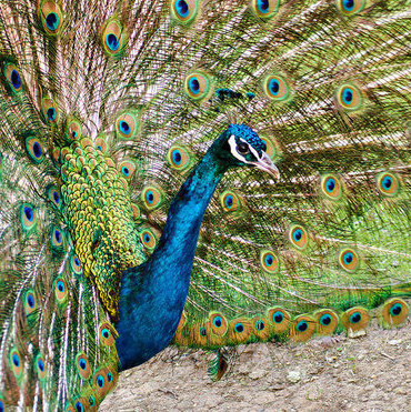 The Saskatoon Forestry Farm Park and Zoo has some amazing animals, such as this  beautiful blue and green peacock.