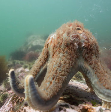 A starfish spawning in Campbell River, B.C. This photo was taken during an excursion with Abyssal Dive Charters.