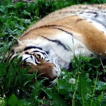 An Amur tiger takes a nap among the dandelions at the Edmonton Valley Zoo.
