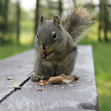 The Peanut Inspector is on duty.