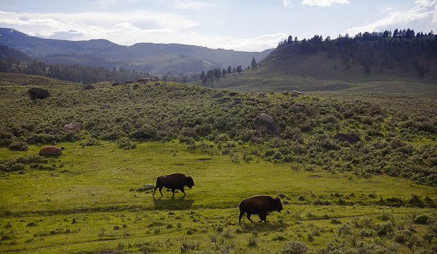 bison on the plains