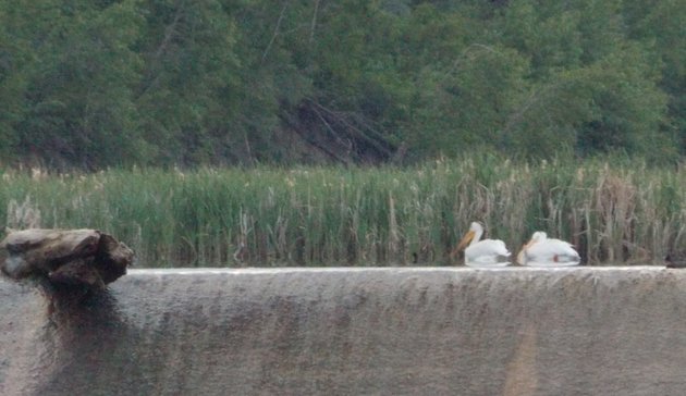 Pelicans on Coal Lake made for a stunning scene.