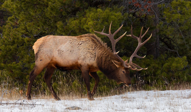 Elk are among the most majestic creatures you can see while camping in Alberta.