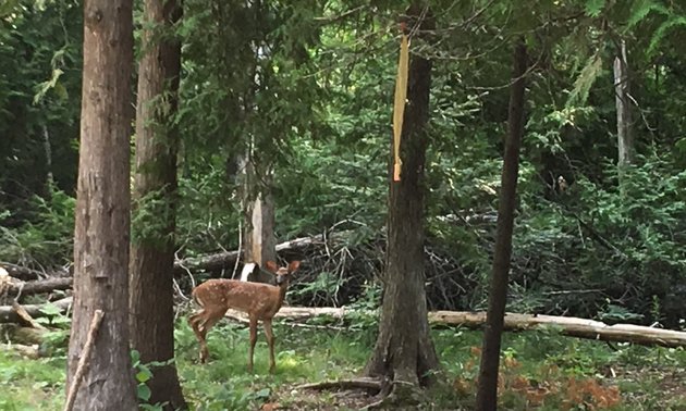 Deer walked through the campsite and stopped to say hello.