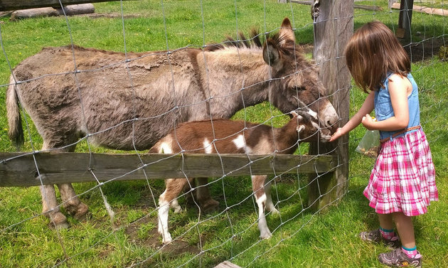 Girl feeding some animals at Kilby Historic site