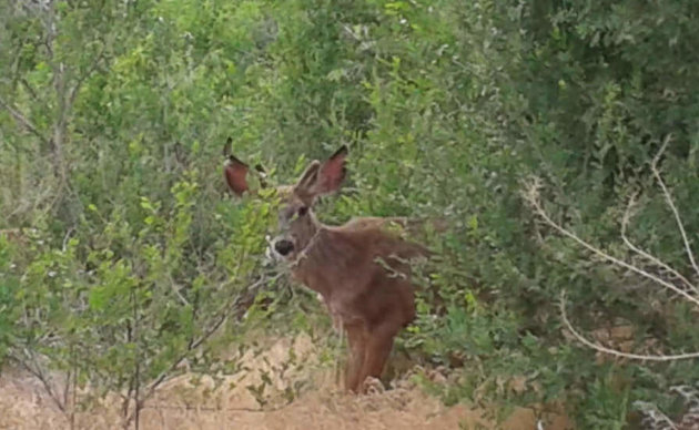 The hiking near Oliver is wonderful - you never know what you might see!