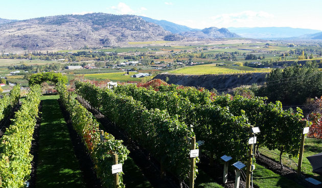 Osoyoos BC winery