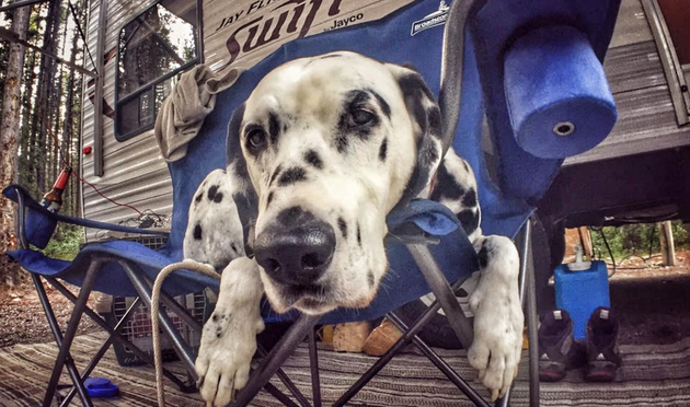 Traveler the Dalmatian: 