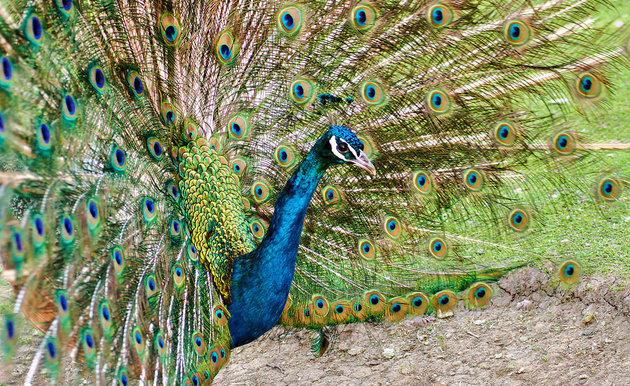 The Saskatoon Forestry Farm Park and Zoo has some amazing animals, such as this  beautiful blue and green peacock.