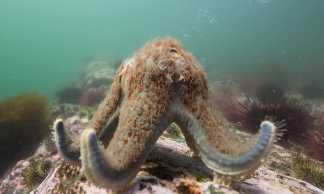 A starfish spawning in Campbell River, B.C. This photo was taken during an excursion with Abyssal Dive Charters.