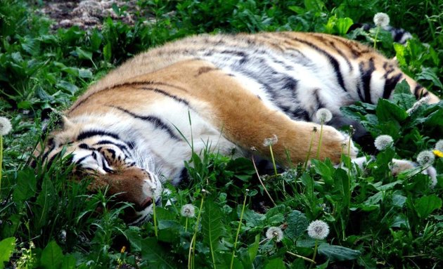 An Amur tiger takes a nap among the dandelions at the Edmonton Valley Zoo.