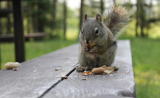 The Peanut Inspector is on duty.