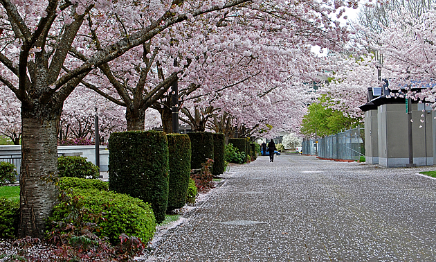 people walking beside cherry trees in bloom, in Salem Oregon