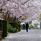 people walking beside cherry trees in bloom, in Salem Oregon