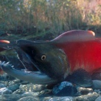 Salmon Run at Adams River.