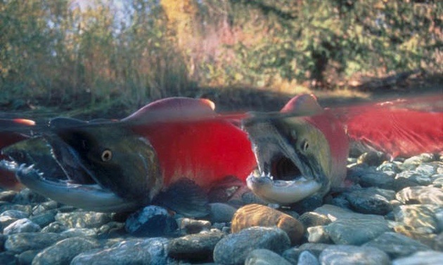 Salmon Run at Adams River.