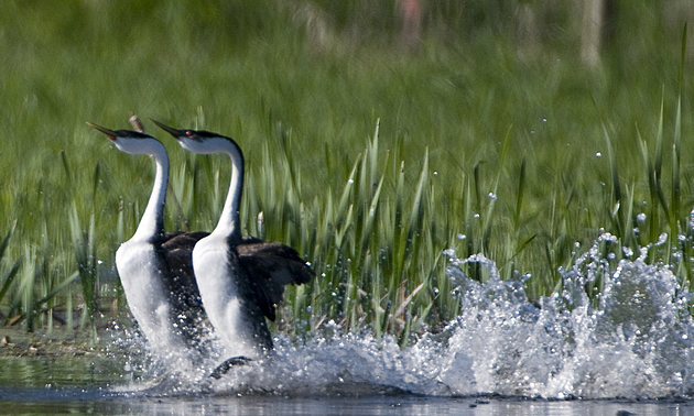 birds swimming in a bay area in Salmon Arm BC