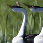 birds swimming in a bay area in Salmon Arm BC