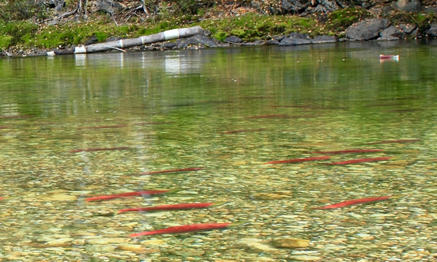 Salmon resting in the Shuswap River.