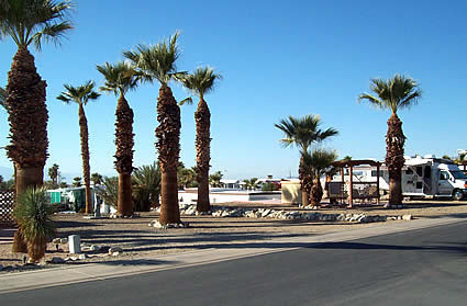 Palm trees at Salton Sea