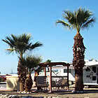Palm trees at Salton Sea