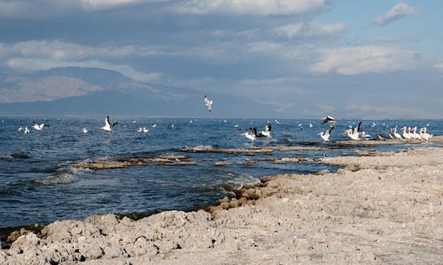 White pelicans at the Salton Sea. 