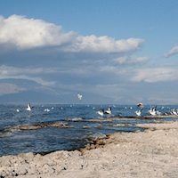 White pelicans at the Salton Sea. 