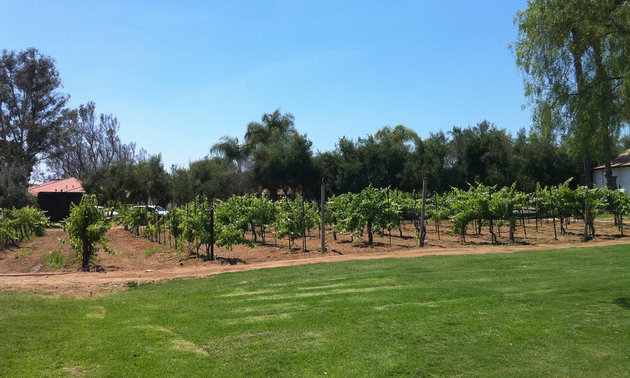 Rows of grapevines are shown at the Bernardo Winery.