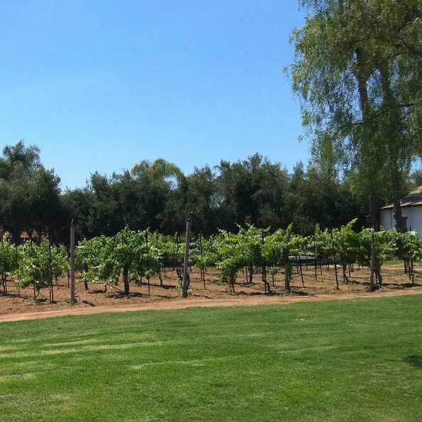 Rows of grapevines are shown at the Bernardo Winery.