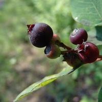 Saskatoon berries ripe on a bush.