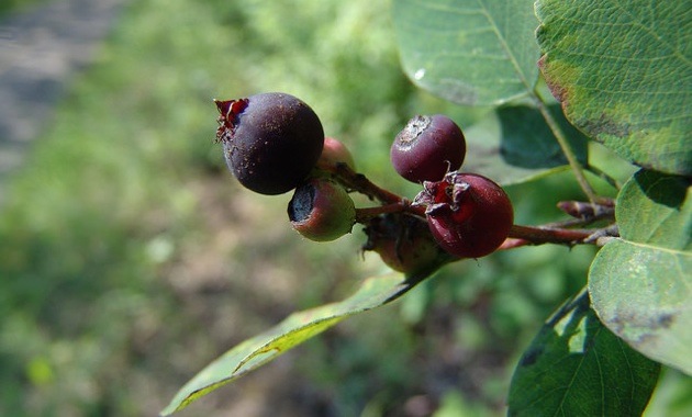 Saskatoon berries ripe on a bush.