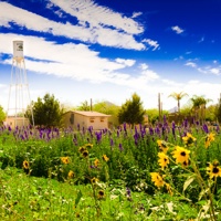 A photo of Schnepf farms, with sun flowers in the forground, and a farm house in the background.