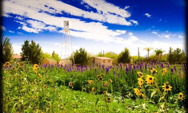 A photo of Schnepf farms, with sun flowers in the forground, and a farm house in the background.