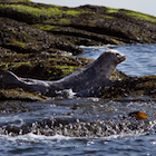 A diver gets up close and personal with a seal