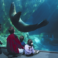 Children looking at a sea lion at the SeaLife Centre in Seward, Alaska. 