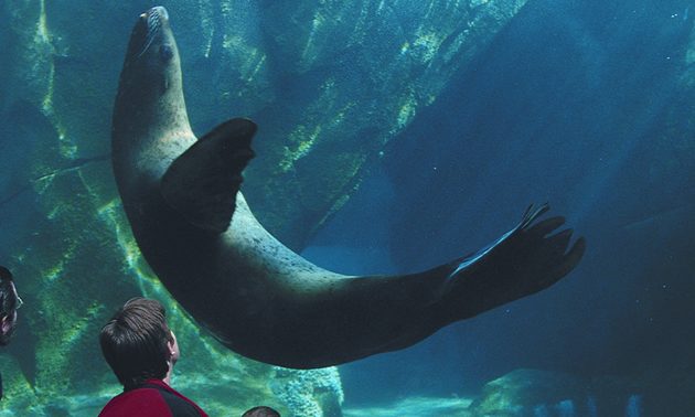 Children looking at a sea lion at the SeaLife Centre in Seward, Alaska. 