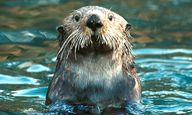 Photo opportunities in Seward, Alaska