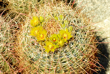 barrel cactus