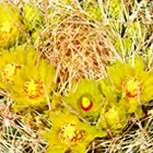 barrel cactus