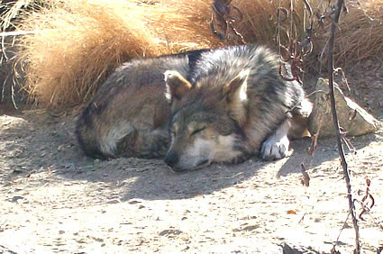 Mexican wolf