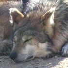 Mexican wolf