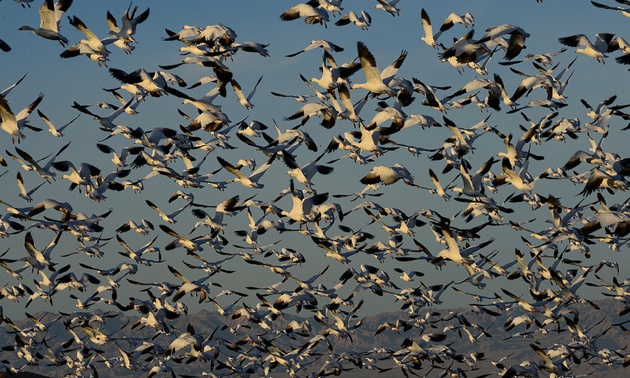 Some of the 18,000 Snow Geese taking flight at the Sonny Bono Salton Sea National Wildlife Refuge.