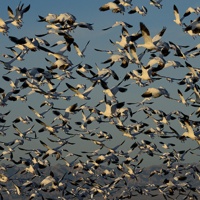 Some of the 18,000 Snow Geese taking flight at the Sonny Bono Salton Sea National Wildlife Refuge.