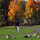 people and geese in a park with skyscrapers in the background