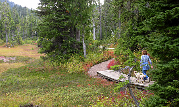 lady walking her dog on a forest trail