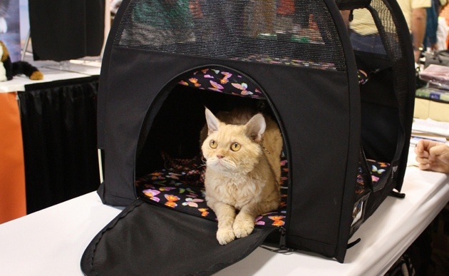 An orange cat sitting in its SturdiBag.