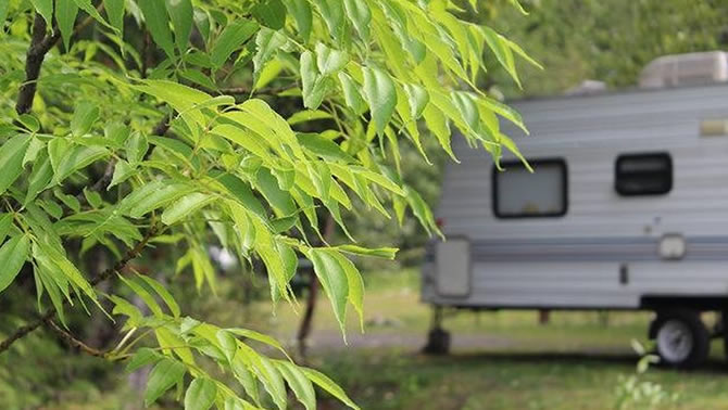 Camper tucked among leafy trees.
