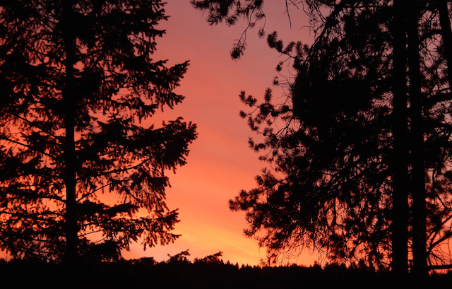 A sunset through some pine trees. 